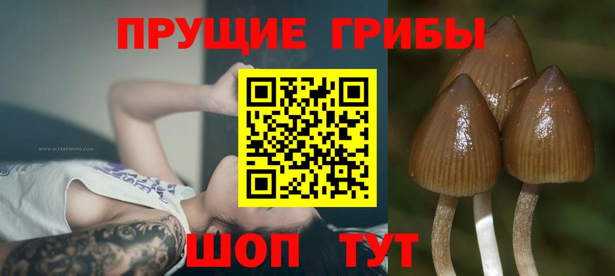закладки  Вход с VPN  Осинники  Псилоцибиновые грибы ЛСД 